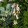 Marokkanisches Leinkraut (Linaria maroccana) Samen