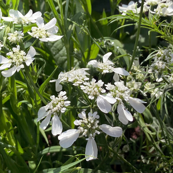 Lappola bianca (Orlaya grandiflora) semi