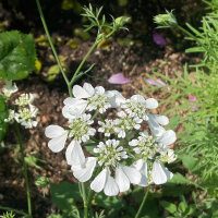 Lappola bianca (Orlaya grandiflora) semi
