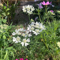 Lappola bianca (Orlaya grandiflora) semi