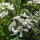 Lappola bianca (Orlaya grandiflora) semi