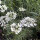 Lappola bianca (Orlaya grandiflora) semi