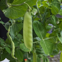 Taccola Corne de Belier (Pisum sativum) semi