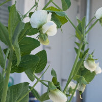 Taccola Corne de Belier (Pisum sativum) semi
