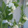 Taccola Corne de Belier (Pisum sativum) semi