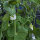 Taccola Corne de Belier (Pisum sativum) semi
