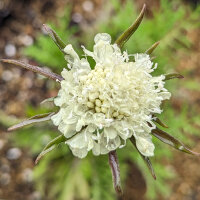 Vedovina gialla (Scabiosa ochroleuca) semi