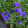 Bouquet di fiori blu