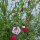 Bouquet di fiori rosso