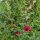 Bouquet di fiori rosso