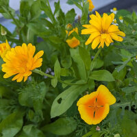 Bouquet di fiori giallo