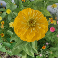 Bouquet di fiori giallo
