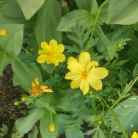 Bouquet di fiori giallo