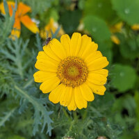 Bouquet di fiori giallo