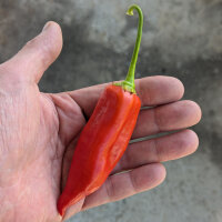 Peperoncino Aji Delight (Capsicum baccatum) semi biologici