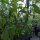 Peperoncino Aji Delight (Capsicum baccatum) semi biologici