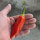 Peperoncino Aji Delight (Capsicum baccatum) semi biologici