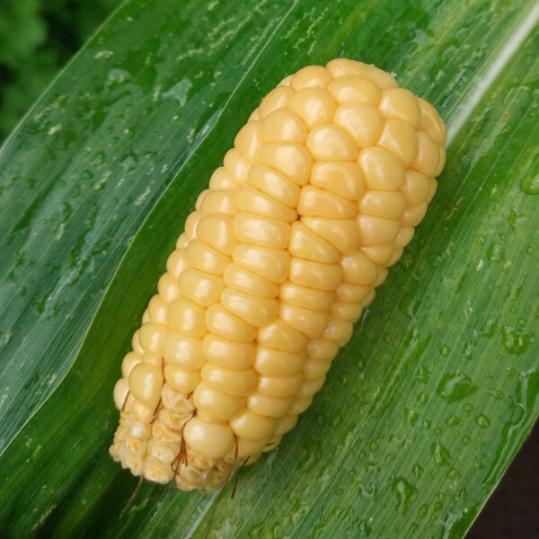 Mais dolce Yucon Chief (Zea mays) Sementi biologiche