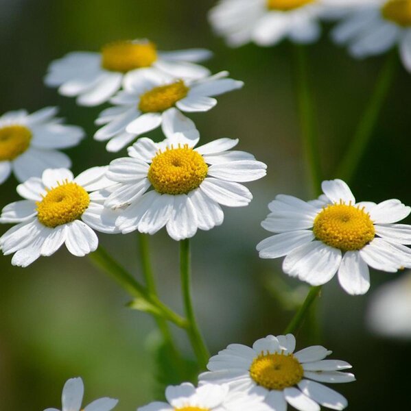 Partenio (Tanacetum parthenium) biologico semi