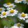 Partenio (Tanacetum parthenium) biologico semi
