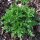 Partenio (Tanacetum parthenium) biologico semi