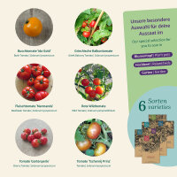 Balcony Tomatoes: top tomatoes for urban gardeners...