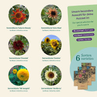 Girasoli: seminare facilmente le varietà colorate...