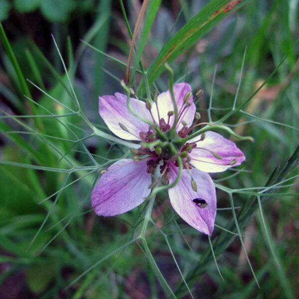 Damigella rosa Persian Rose (Nigella damascena) semi