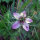Damigella rosa Persian Rose (Nigella damascena) semi