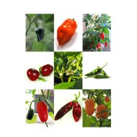 Peperoncini messicani classici - set di semi
