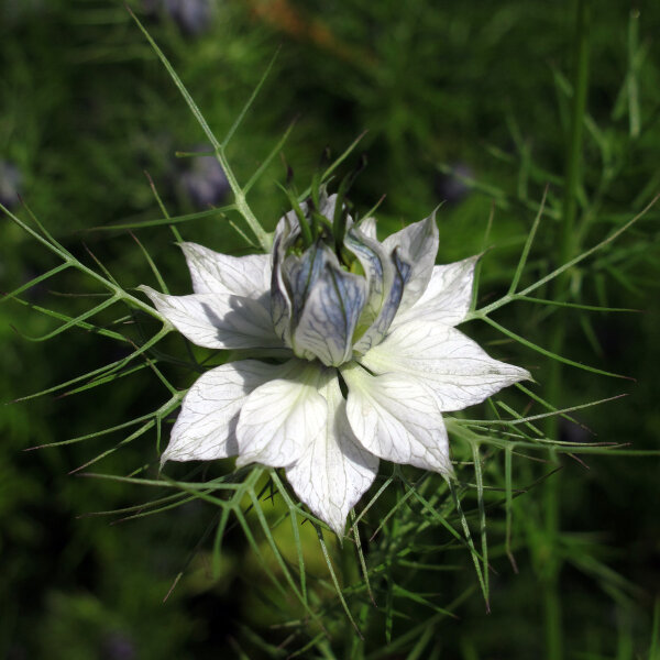 Damigella bianca Miss Jekyll White (Nigella damascena) semi