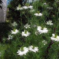 Damigella bianca Miss Jekyll White (Nigella damascena) semi