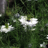 Damigella bianca Miss Jekyll White (Nigella damascena) semi