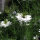 Damigella bianca Miss Jekyll White (Nigella damascena) semi