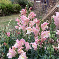 Bocca di leone Appleblossom  (Antirrhinum majus)  semi