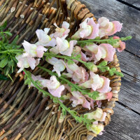 Bocca di leone Appleblossom  (Antirrhinum majus)  semi