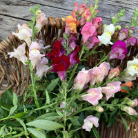 Bocca di leone Appleblossom  (Antirrhinum majus)  semi