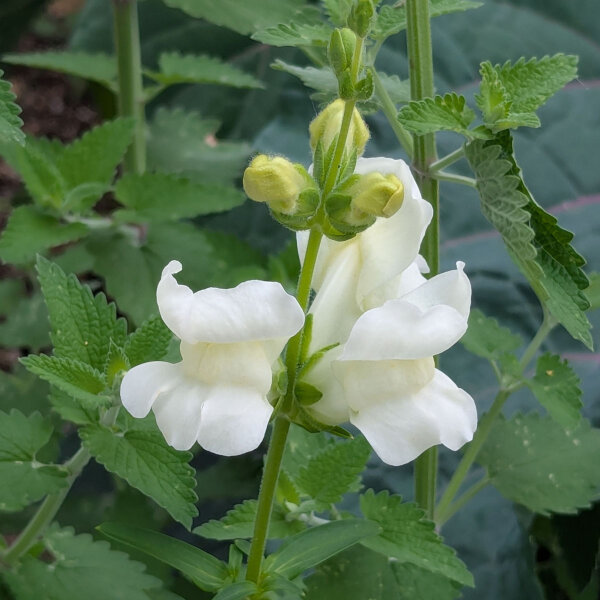 Bocca di leone Snowflake (Antirrhinum majus)  semi