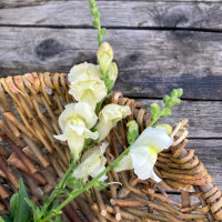 Bocca di leone Snowflake (Antirrhinum majus) semi