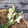 Bocca di leone Snowflake (Antirrhinum majus) semi