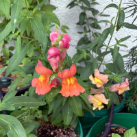 Bocca di leone Orange Wonder (Antirrhinum majus) semi