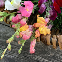 Bocca di leone Orange Wonder (Antirrhinum majus) semi