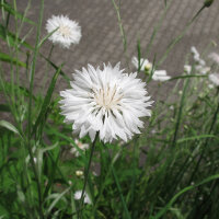 Fiordaliso White Ball  (Centaurea cyanus) semi