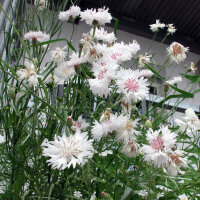 Fiordaliso White Ball  (Centaurea cyanus) semi