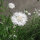 Fiordaliso White Ball  (Centaurea cyanus) semi