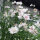 Fiordaliso White Ball  (Centaurea cyanus) semi