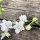 Speronella dei campi White King  (Consolida ajacis)  semi