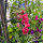 Speronella dei campi Carmine King (Consolida ajacis) semi