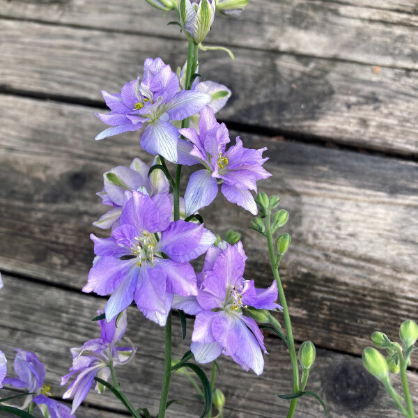 Speronella dei campi Blue Bell (Consolida ajacis) semi