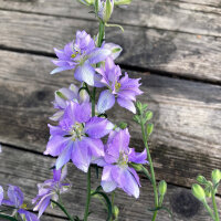 Speronella dei campi Blue Bell (Consolida ajacis) semi
